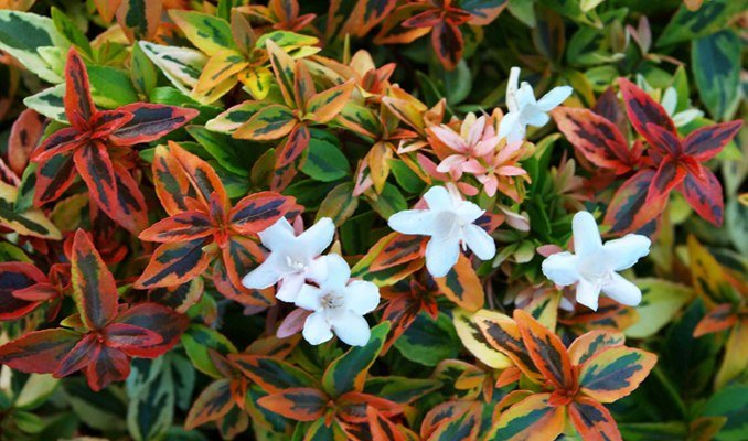 Kaleidoscope-Abelia.jpg