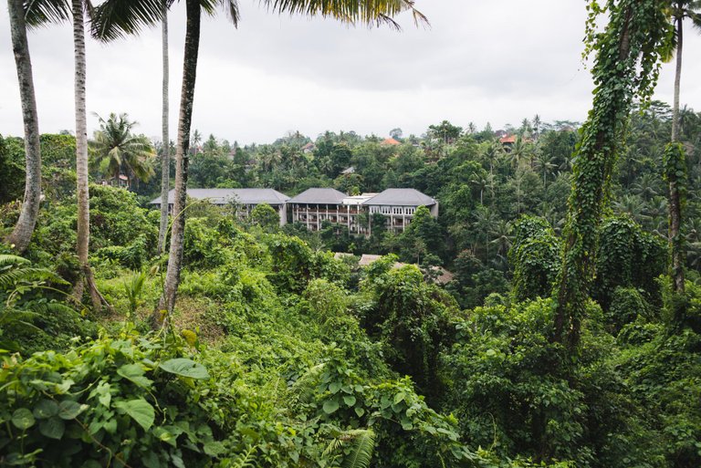 UBUD (7 of 15).jpg