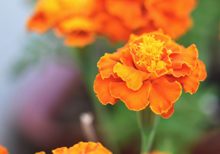 marigold orange 2.jpg