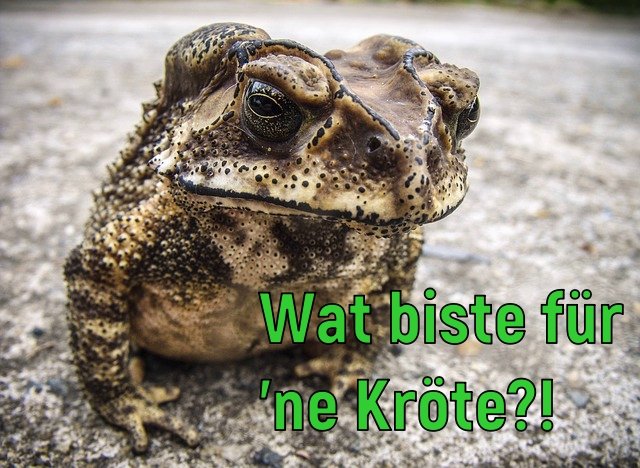 kröte.jpg