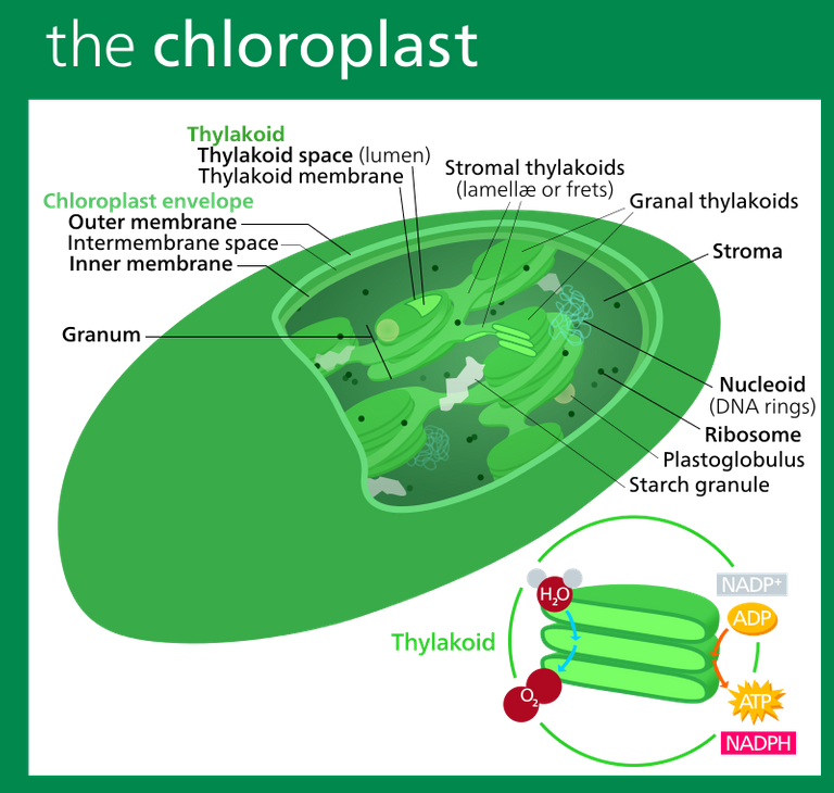 800px-Chloroplast_II.svg.png