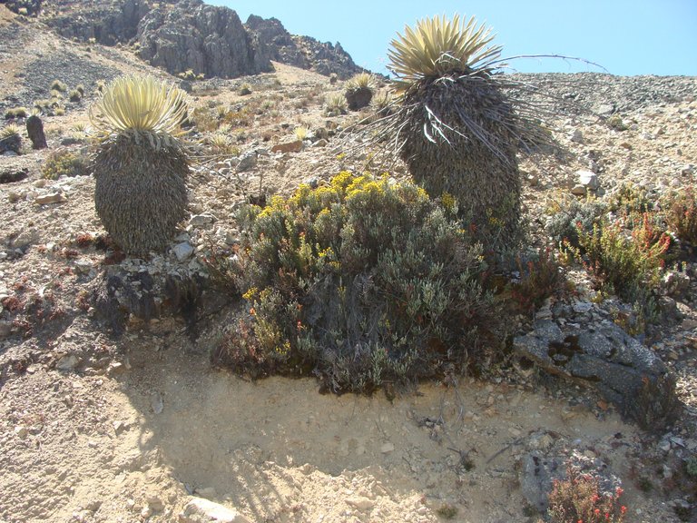 Monticalia imbricatifolia entre Espeletias.JPG