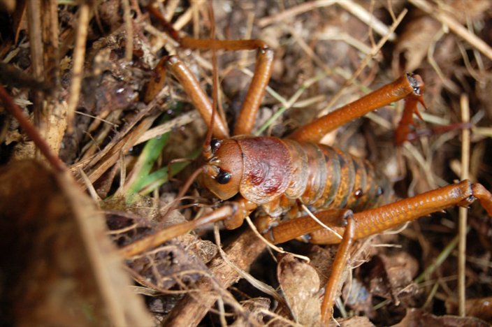 Little-Barrier-Island-Giant-Weta.jpg