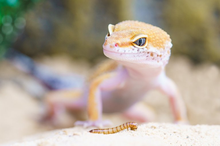 gecko-2299365_1920.jpg