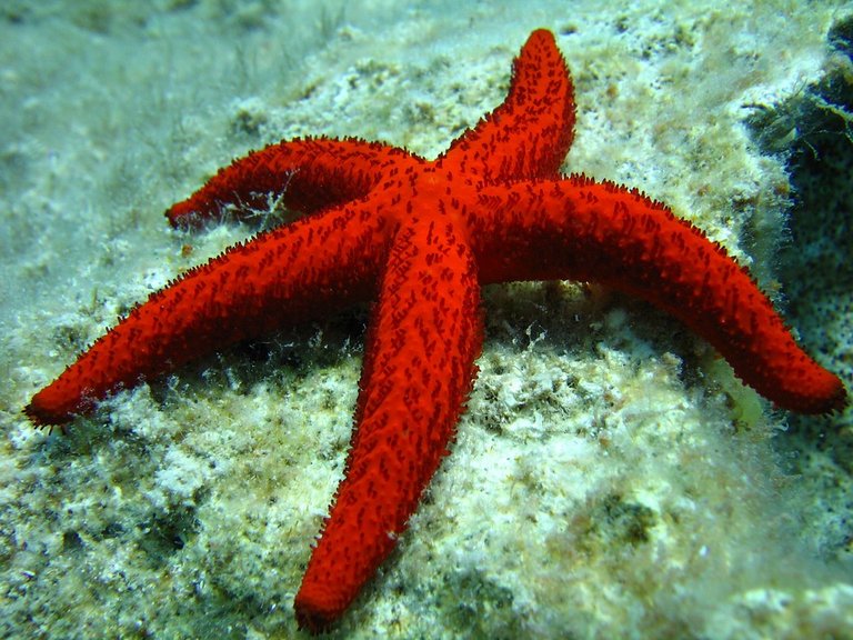 starfish-496836_960_720.jpg