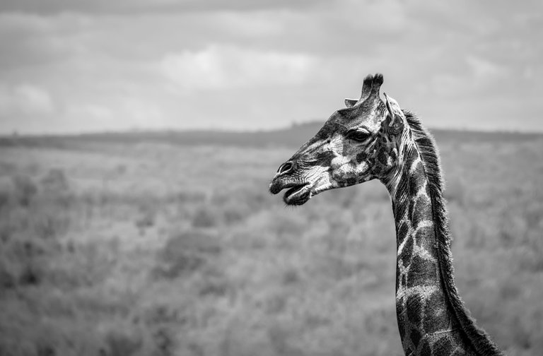 (BW) - Giraffe.jpg