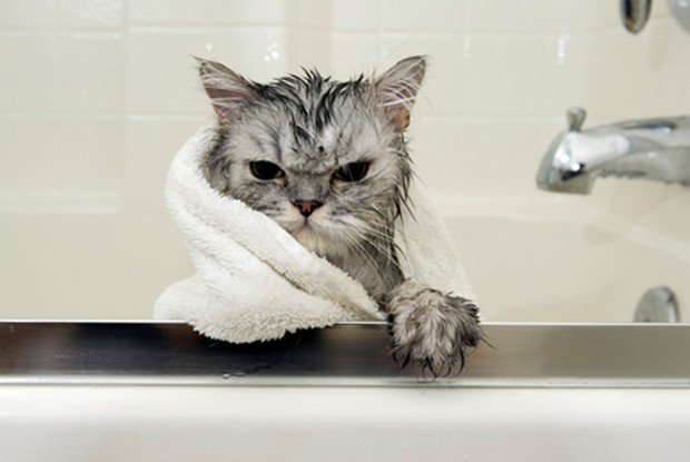 bathing_cat_3.jpg