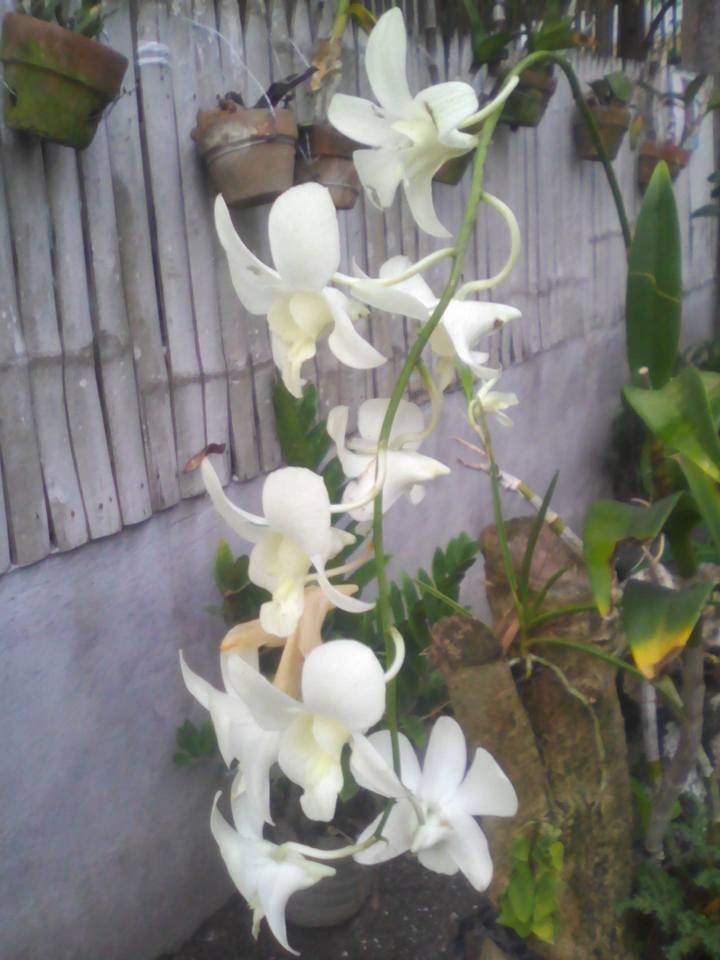 white orchids.jpg