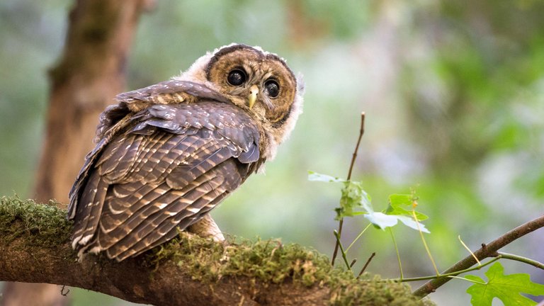 apa_2016_a1_2952_7_northern-spotted-owl_sylvia_hunt.jpg