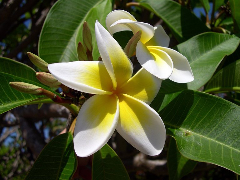 plumeria-209904_960_720.jpg