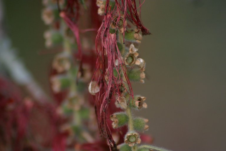 bottlebrush 2.jpg