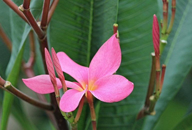 plumeria-3065712_960_720.jpg