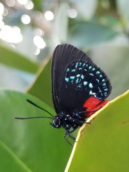 Butterfly-Nature-Atala-Insect-3131055.jpg