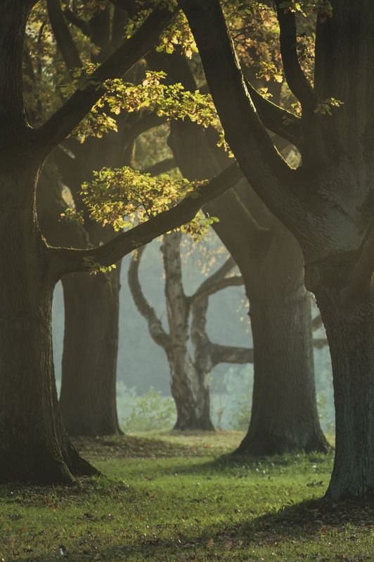 trees_autumn_astridschulz.jpg