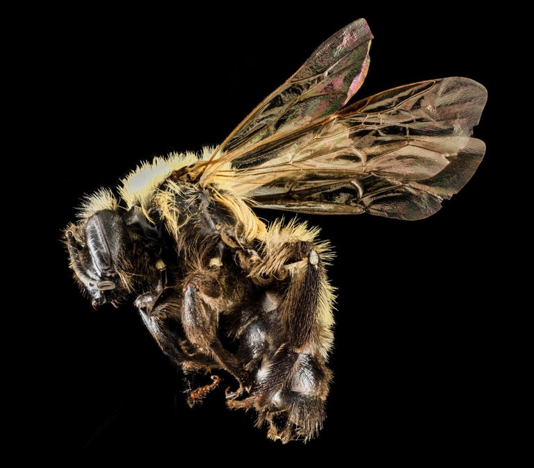 macro-bee-profile.jpg