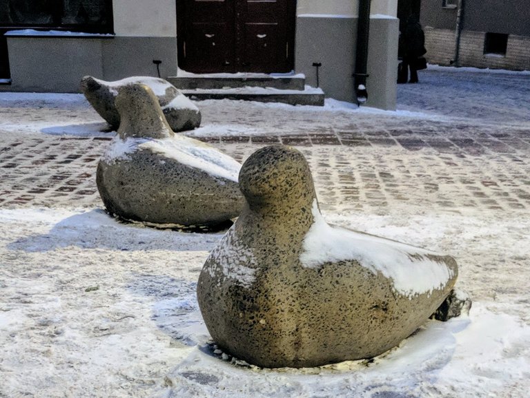 tallinn pigeons.jpg