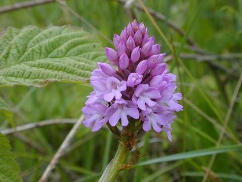 Pyramidal Orchid.jpg