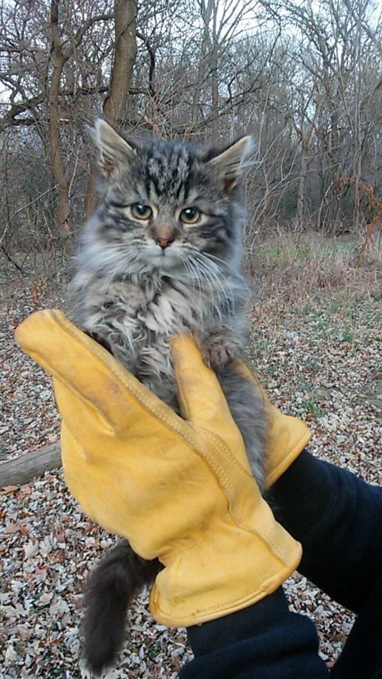 stray-kitten-living-in-my-parent-s-shed_wGLTDrM.jpg