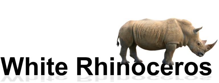 rhinoceros1.png