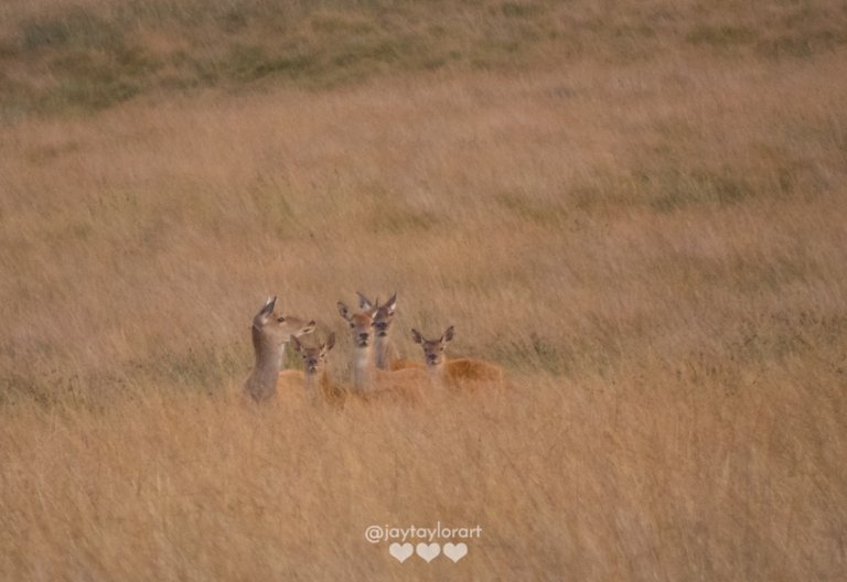 does-fawns.jpg