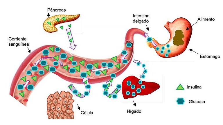 Glucosa_-_Insulina_diabetes.jpg