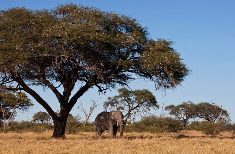 african-elephant-under-Camelthorn-tree.jpg