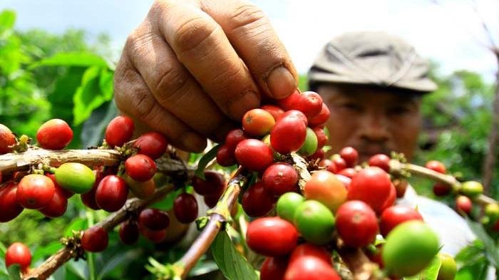 sedang-memetik-buah-kopi_20151206_090418.jpg