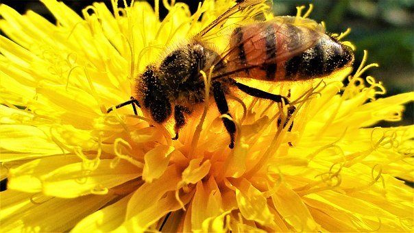 bee-3228440__340.jpg