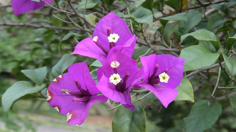 anatomy-of-bougainvillea-flower.jpg