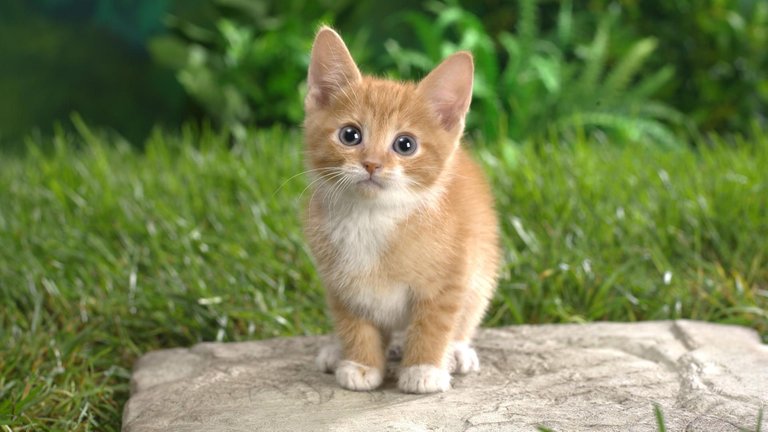 Sweet-Kitten-Animal-Image-1.jpg