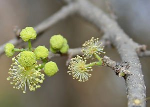 300px-Flacourtia_indica_in_Hyderabad_W_IMG_5601.jpg