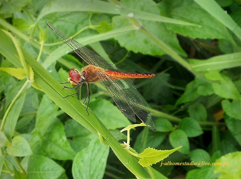 Dragonfly2 copyL.jpg