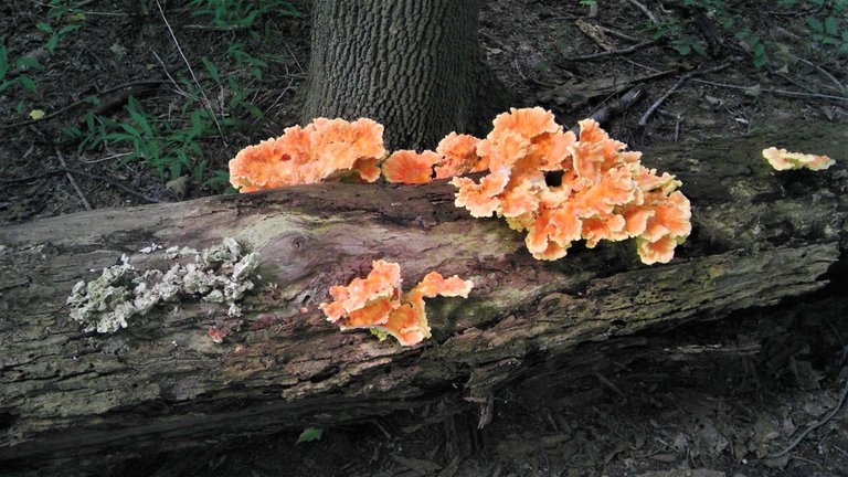 Orange Fungus.jpg