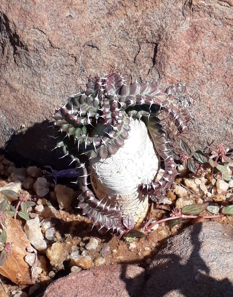 Euphorbia Stellata.jpg