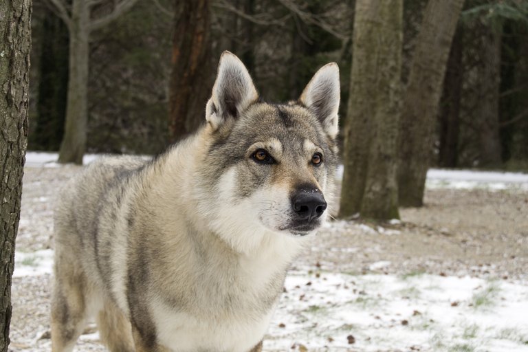 Wolf + Dog = Wolfdog.jpg