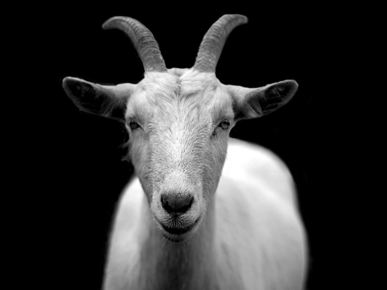 goat-50290_960_720.jpg