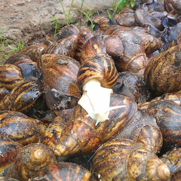 snailss[1].jpg