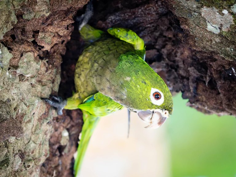 What's this winged animal in Gandoca-Manzanillo NWR, Costa Rica Possibly a Yellow-naped Amazon.jpg