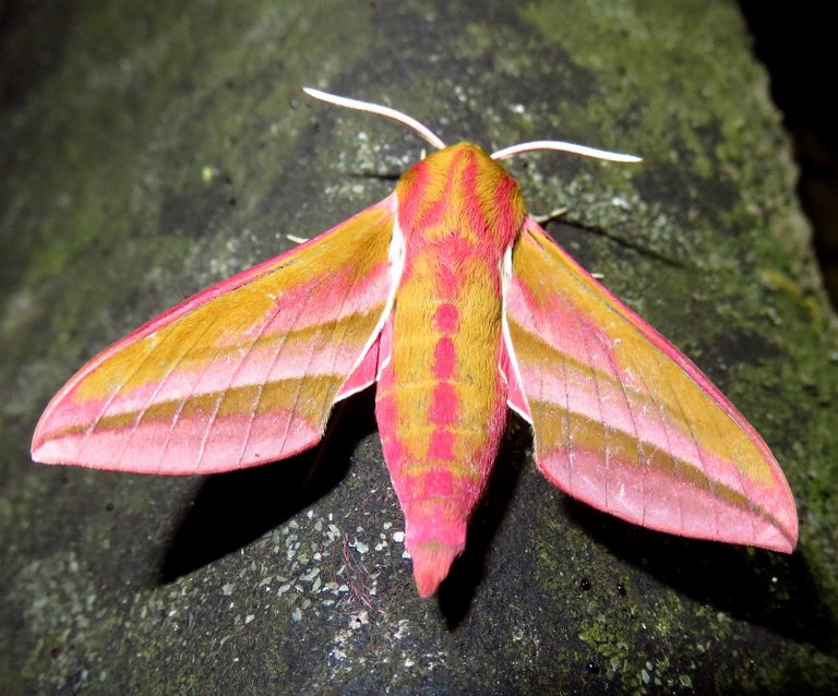 Elephant hawkmoth.jpg