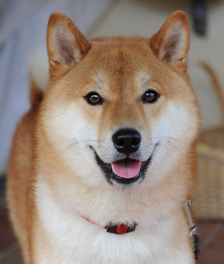 869px-Shiba_inu_taiki.jpg