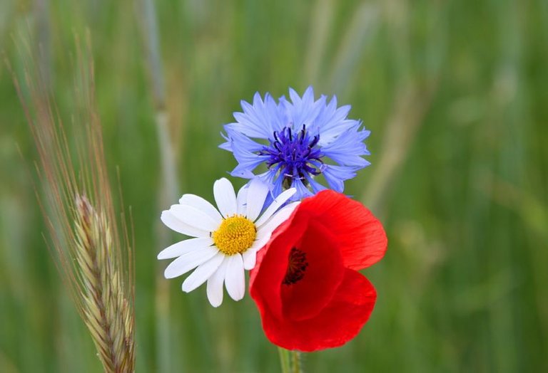 Red-White-and-Blue-Mix.jpg