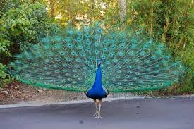 Peacock-1.jpg