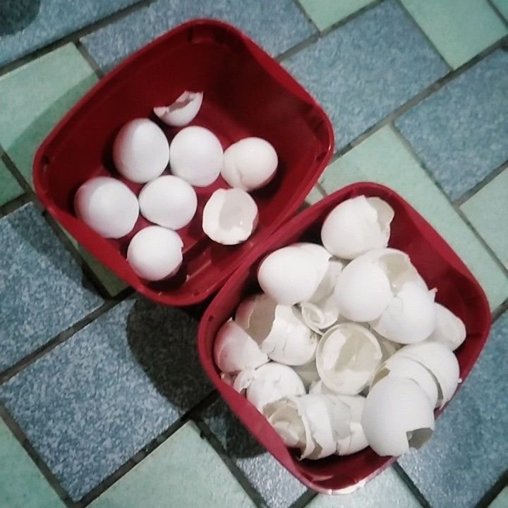 eggshells