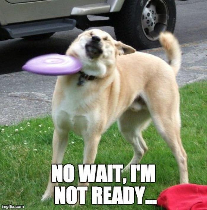 Funny-Dog-Hit-By-Frisbee.jpg