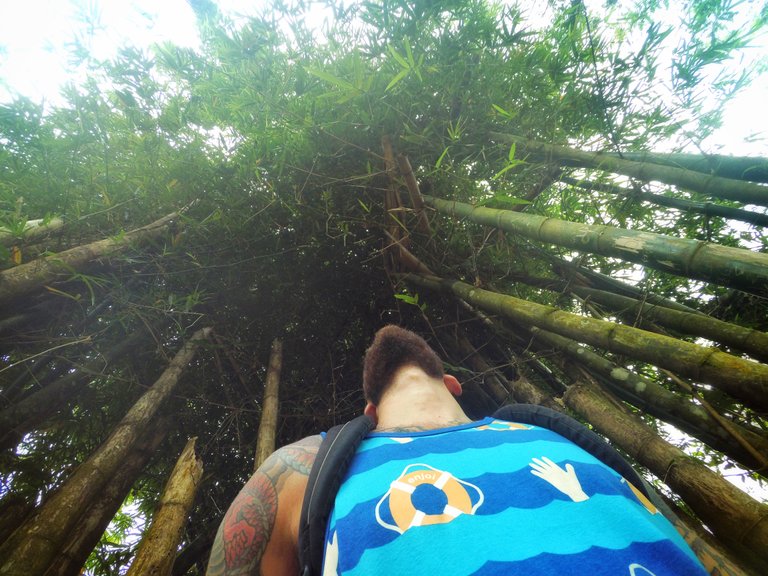 bamboo-selfie-up.jpg