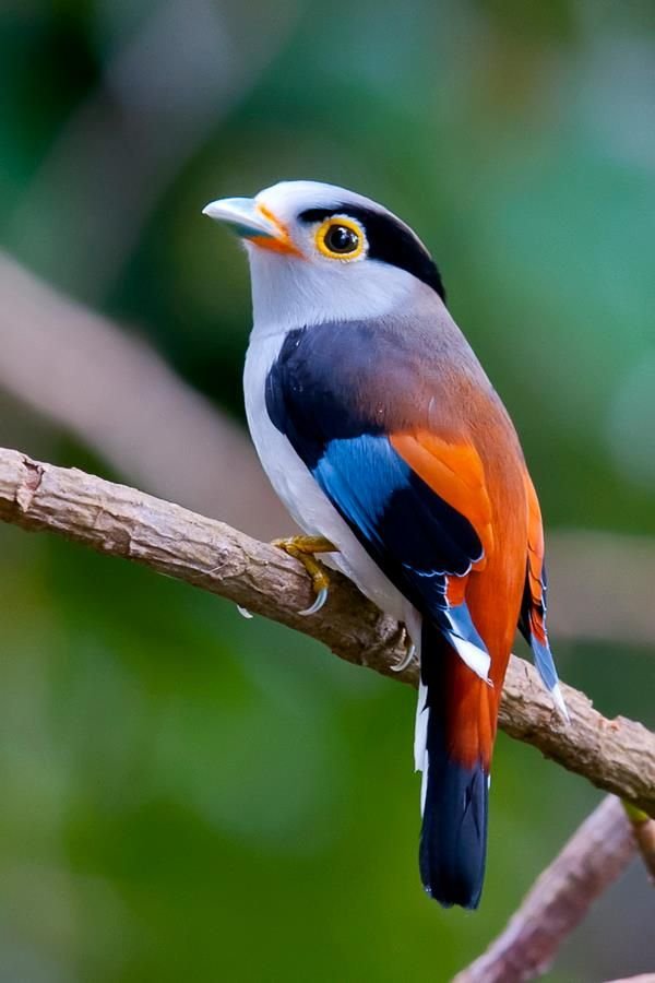 672d8fc1bf818f8e9d23b8d23a277423--colorful-birds-exotic-birds.jpg