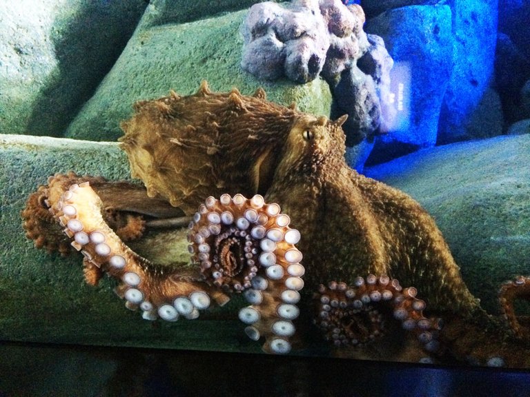 pernas-octopus-sea-aquarium.jpg