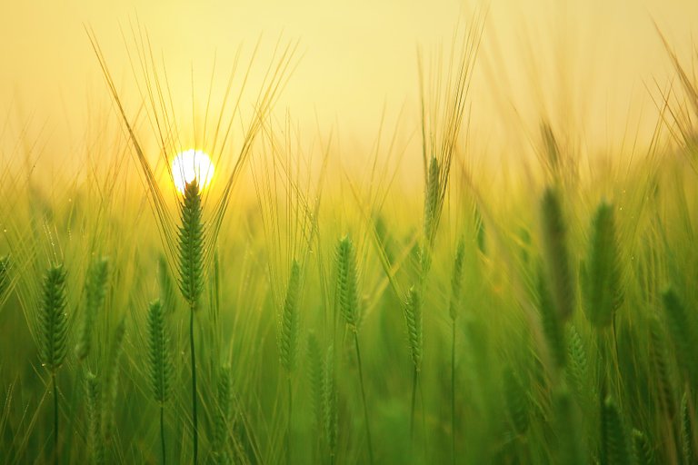 barley-field-1684052_1920.jpg