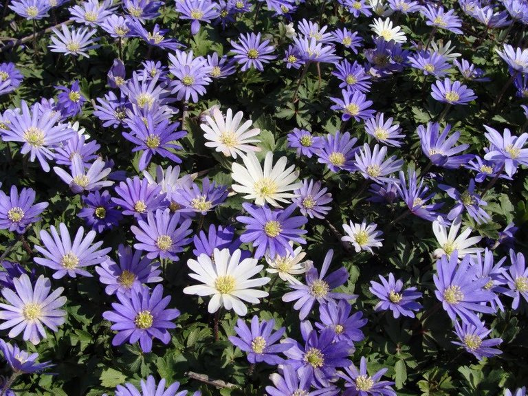 anemone blanda verkleind.jpg