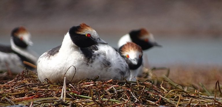 The last move Basically Endangered grebe's entrancing showcase shot for first time.jpg